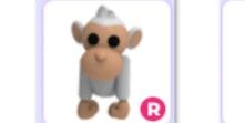 R Albino Monkey (More special than FR)