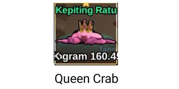 Queen Crab