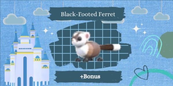Black-Footed Ferret + Bonus