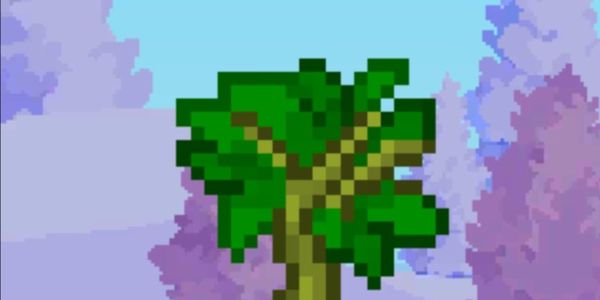 200 Bamboo Sapling