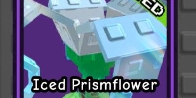 Iced Prismflower