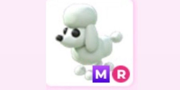 Pet MR Poodle (item adopt me)