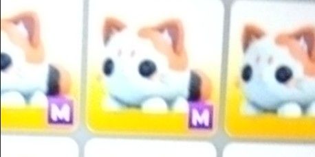 Mochi meow - MEGA