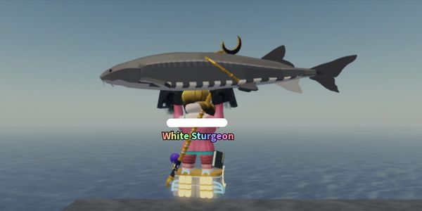 White Sturgeon