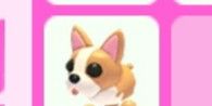 MR French Bulldog
