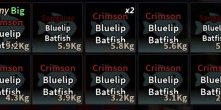Sanguine Bluelip Batfish + Crimson Bluelip Batfish