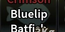 Crimson Bluelip Batfish + Sanguine Bluelip Batfish