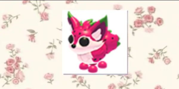 dragonfruit fox