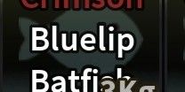 Crimson Bluelip Batfish