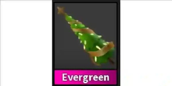 Evergreen