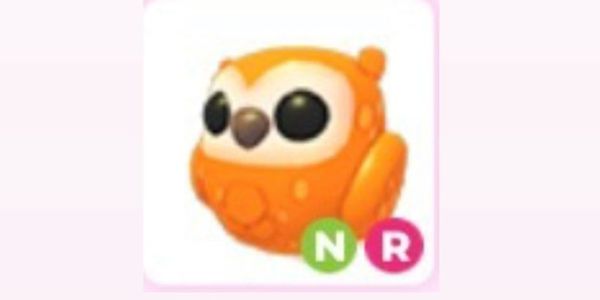 Pet NR Clementine Owl (item adopt me)