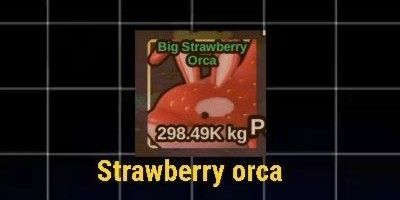 strawberry orca