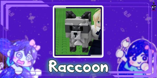 Raccoon