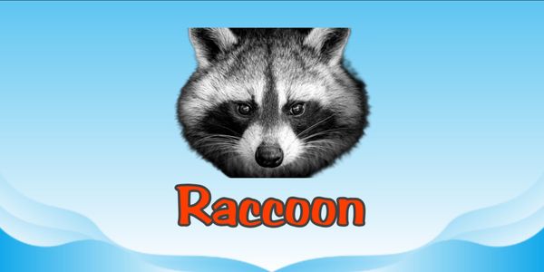 Raccoon
