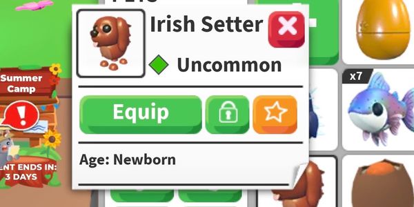 Irish Setter