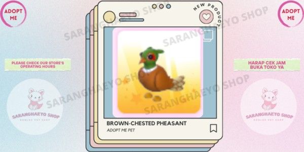 BROWN-CHESTED PHEASANT - ADOPT ME