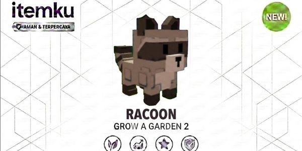 Raccoon