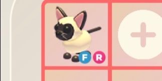 Siamese cat