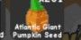 Atlantic Giant Pumpkin