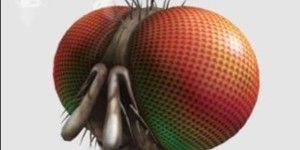 ROBLOX - FREAKY FLY FACE