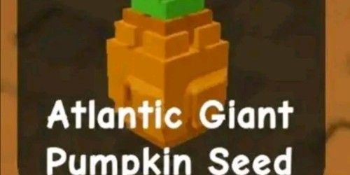 Atlantic Giant Pumpkin